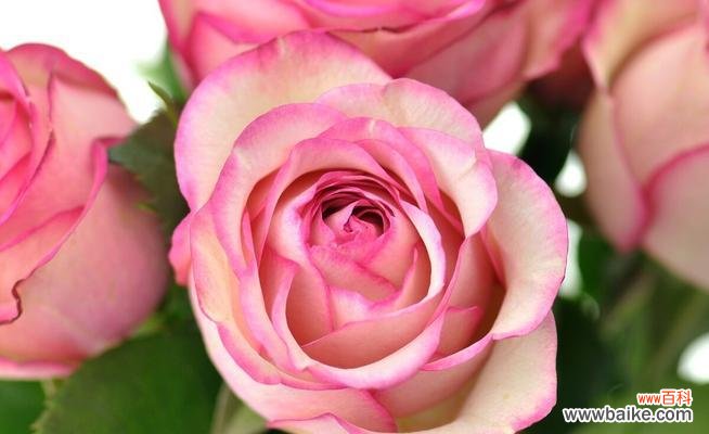 粉色玫瑰的含义是什么?送粉色玫瑰代表什么情感?