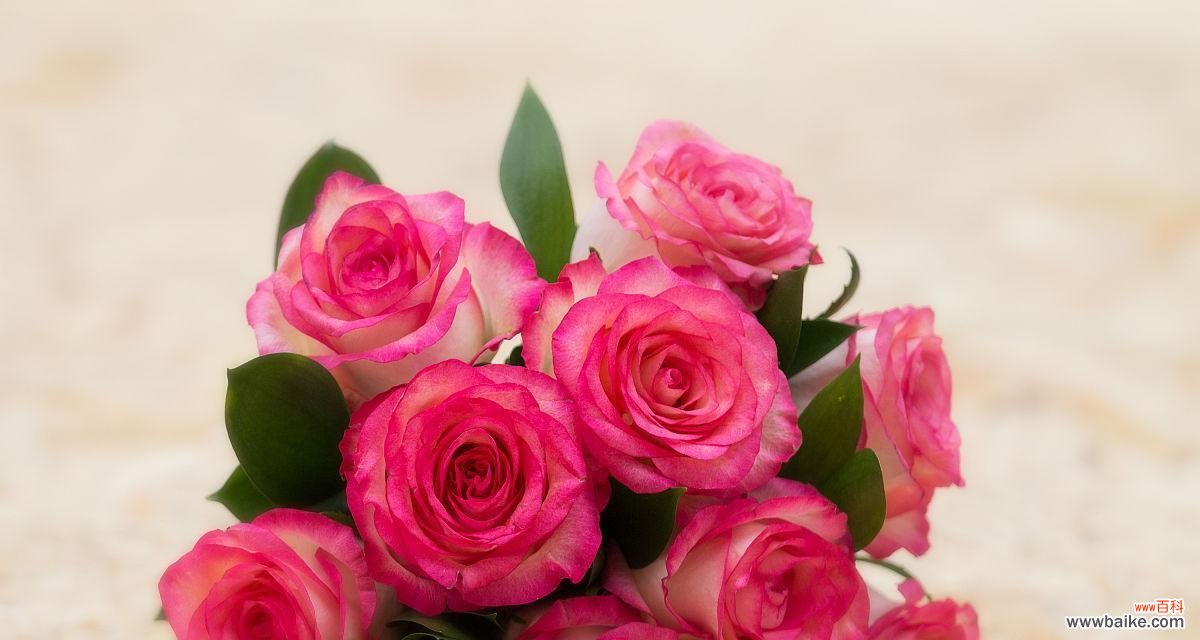 粉色玫瑰花的花语是什么？如何正确表达爱意？