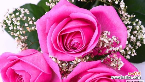 粉色玫瑰花的花语是什么？如何正确表达爱意？