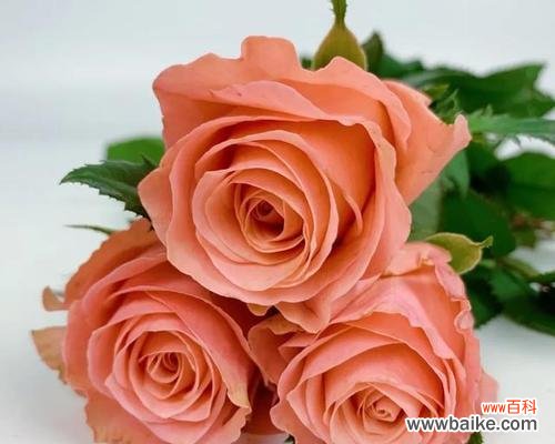 粉色玫瑰花语是什么?粉色玫瑰代表哪些情感表达?