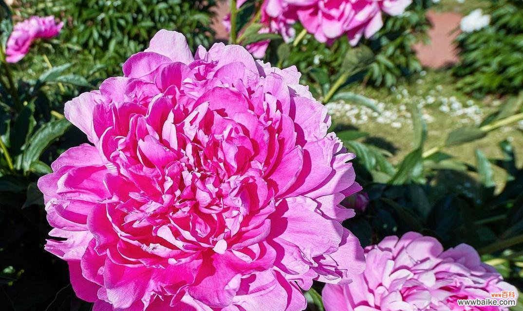 粉色牡丹花代表什么意思?粉色牡丹花的象征意义是什么?