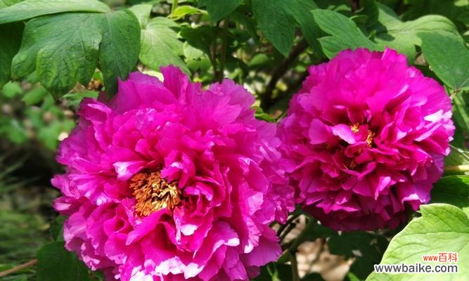 粉色牡丹花代表什么意思?粉色牡丹花的象征意义是什么?