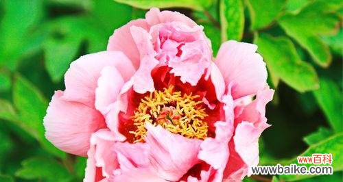 粉色牡丹花代表什么意思?粉色牡丹花的象征意义是什么?