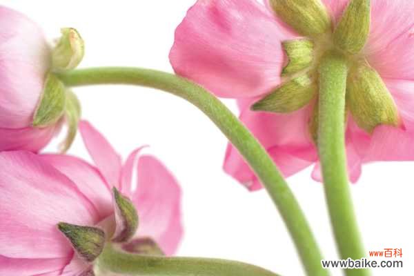 花毛茛的病害防治方法