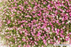 满天星的病害及防治方法