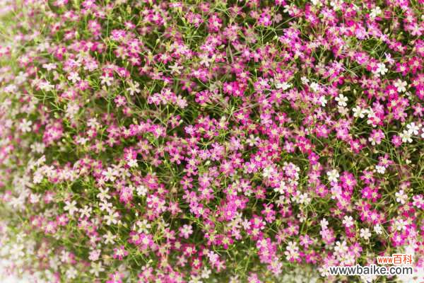 满天星的病害及防治方法