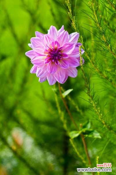 大丽花病害防治方法