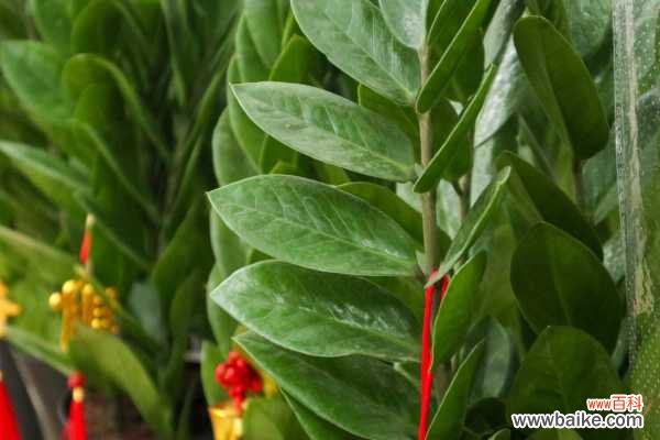 金钱树叶子蔫了怎么办