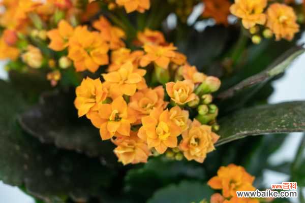 长寿花常见病害防治方法