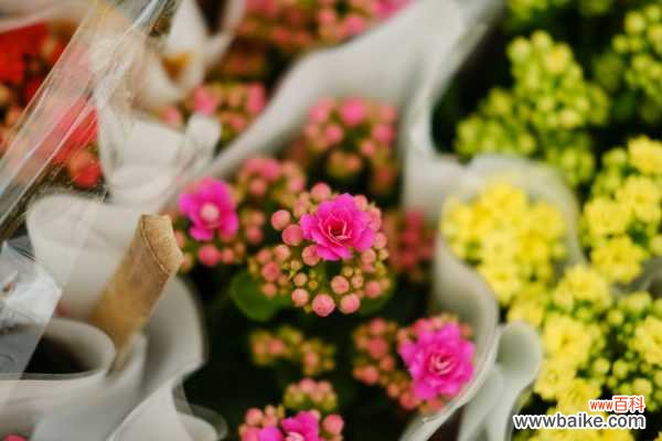 长寿花常见病害防治方法