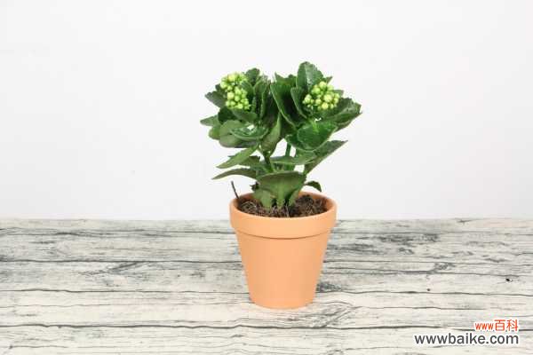 长寿花常见病害防治方法