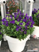 风铃草叶子发黄怎么办