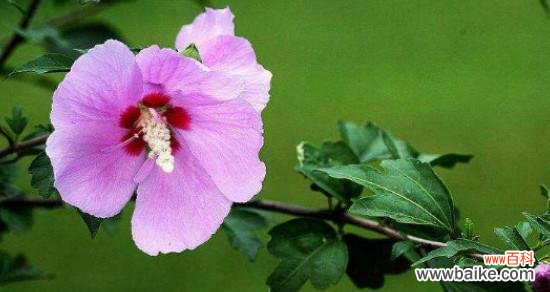 探寻木槿花背后的深意 木槿花的花语