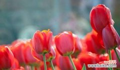 寓意深刻，寄托情感 紫色郁金香的花语