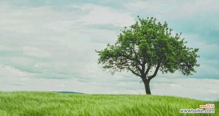 传承百年的文化符号 黄花槐的寓意意义