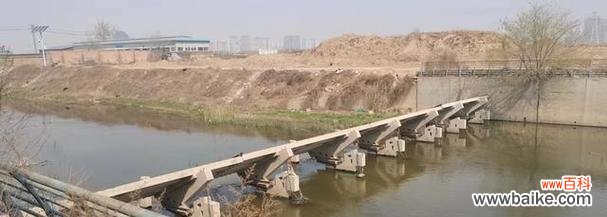 传承百年的文化符号 黄花槐的寓意意义