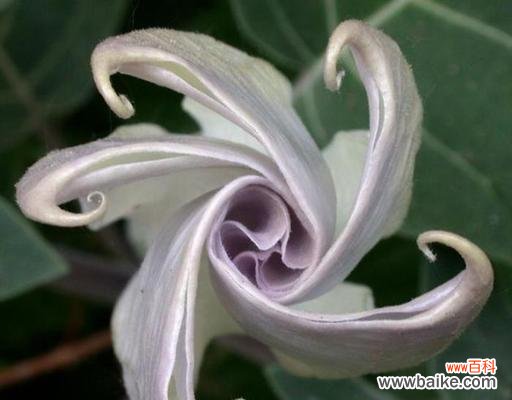 探寻曼陀罗花的神秘与美丽 曼陀罗的花语与含义