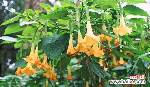 探寻曼陀罗花的神秘与美丽 曼陀罗的花语与含义