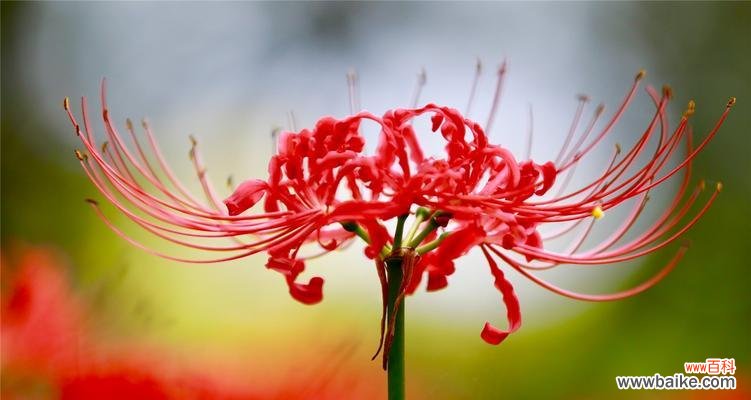 探寻曼陀罗花的神秘与美丽 曼陀罗的花语与含义