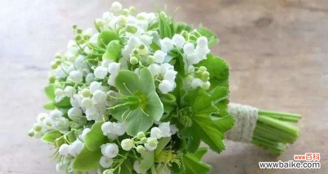 探寻铃兰花的美丽与意义 铃兰花语的含义与解读