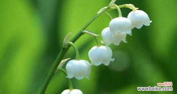 探寻铃兰花的美丽与意义 铃兰花语的含义与解读