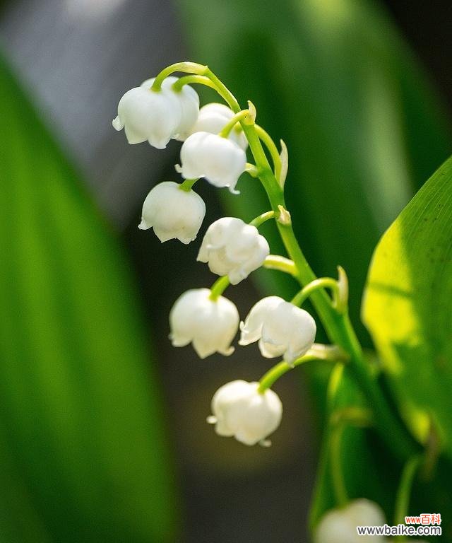 探寻铃兰花的美丽与意义 铃兰花语的含义与解读