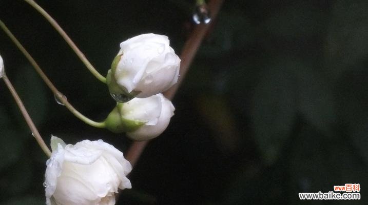 慈祥、纯洁、虔诚,蕴含着无穷的希望 白蔷薇之花语