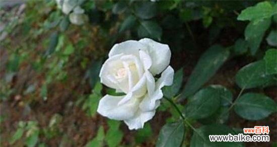 慈祥、纯洁、虔诚,蕴含着无穷的希望 白蔷薇之花语