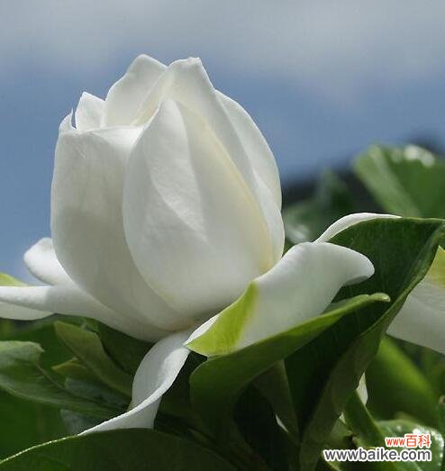 栀子花的美丽与内涵 栀子花的花语与寓意