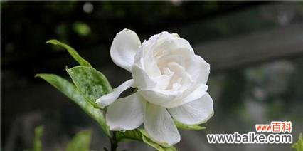 探究栀子花在文化传统中的重要地位 栀子花语的寓意和传承