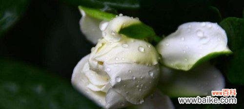 传递爱意的花语之栀子花 栀子花的花语与寓意