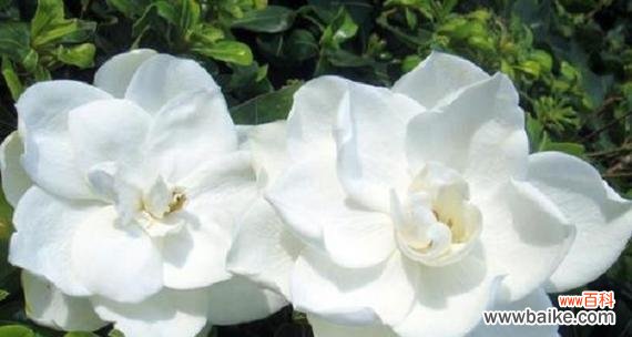 传递爱意的花语之栀子花 栀子花的花语与寓意