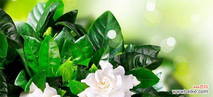 探寻栀子花背后的情感密码 栀子花花语的深意