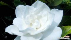 探寻栀子花花语的神秘魅力 栀子花的花语与寓意