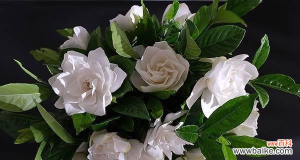 美丽的栀子花 栀子花的花开寓意