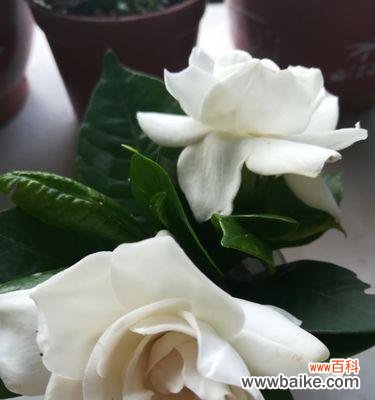 美丽的栀子花 栀子花的花开寓意