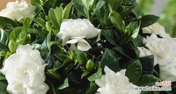 美丽的栀子花 栀子花的花开寓意