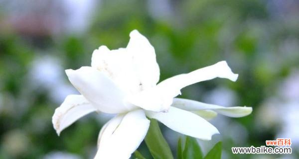 栀子花的花语和象征意义 栀子花的美丽与寓意