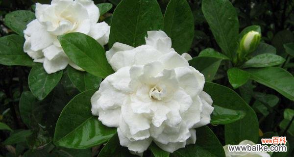 栀子花的花语和象征意义 栀子花的美丽与寓意