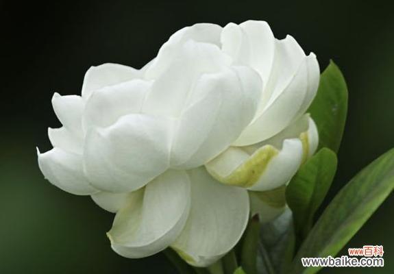 栀子花的花语和象征意义 栀子花的美丽与寓意