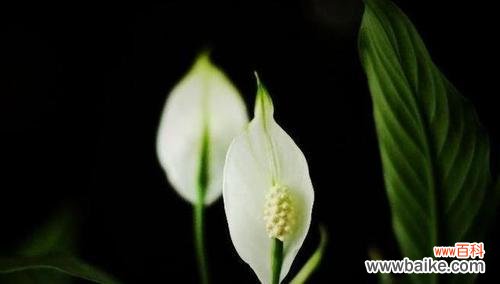 揭示白掌花语的深层含义 植物白掌的花语之美