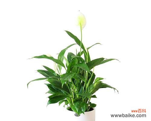 揭示白掌花语的深层含义 植物白掌的花语之美