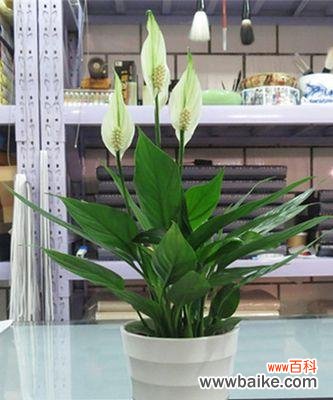 揭示白掌花语的深层含义 植物白掌的花语之美