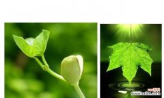 植物呼吸作用在生态系统中的关键性角色 植物的呼吸作用及其意义