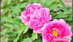 华夏之骄傲 中国国花牡丹的象征意义