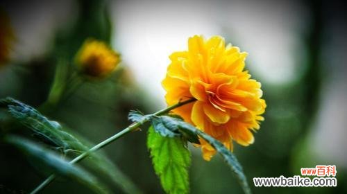 探索重瓣棣棠花的丰富花语 重瓣棣棠花的花语与美丽