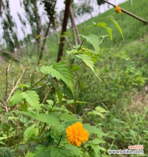 探索重瓣棣棠花的丰富花语 重瓣棣棠花的花语与美丽