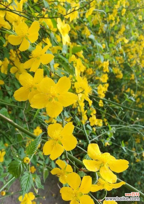探索重瓣棣棠花的丰富花语 重瓣棣棠花的花语与美丽