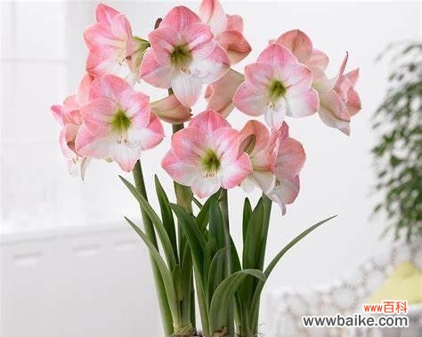 揭开朱顶红的神秘面纱 朱顶红的花语和寓意