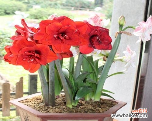 揭开朱顶红的神秘面纱 朱顶红的花语和寓意